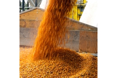Corn Industry Crop